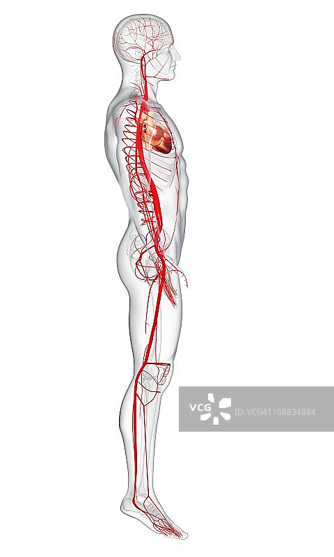 人体动脉艺术图图片素材