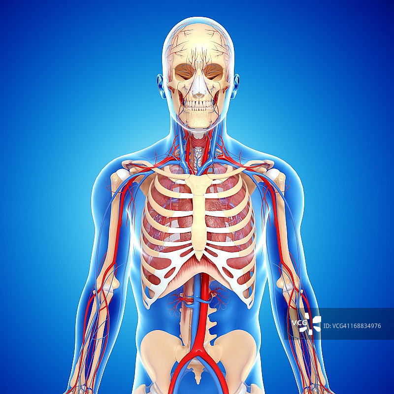上半身人体解剖艺术图图片素材