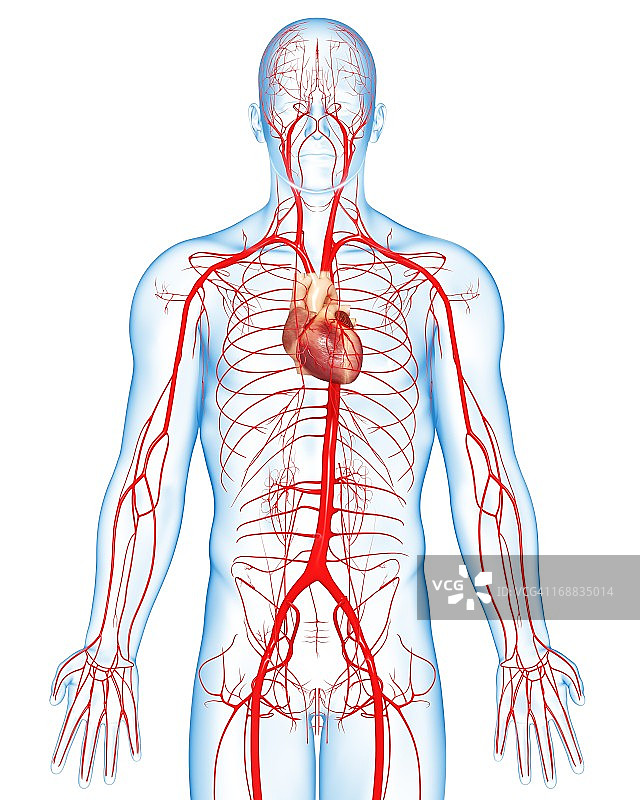 人体动脉艺术图图片素材