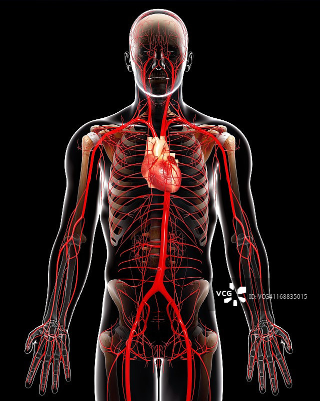 人体动脉艺术图图片素材