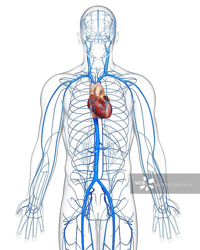 人体静脉图图片素材