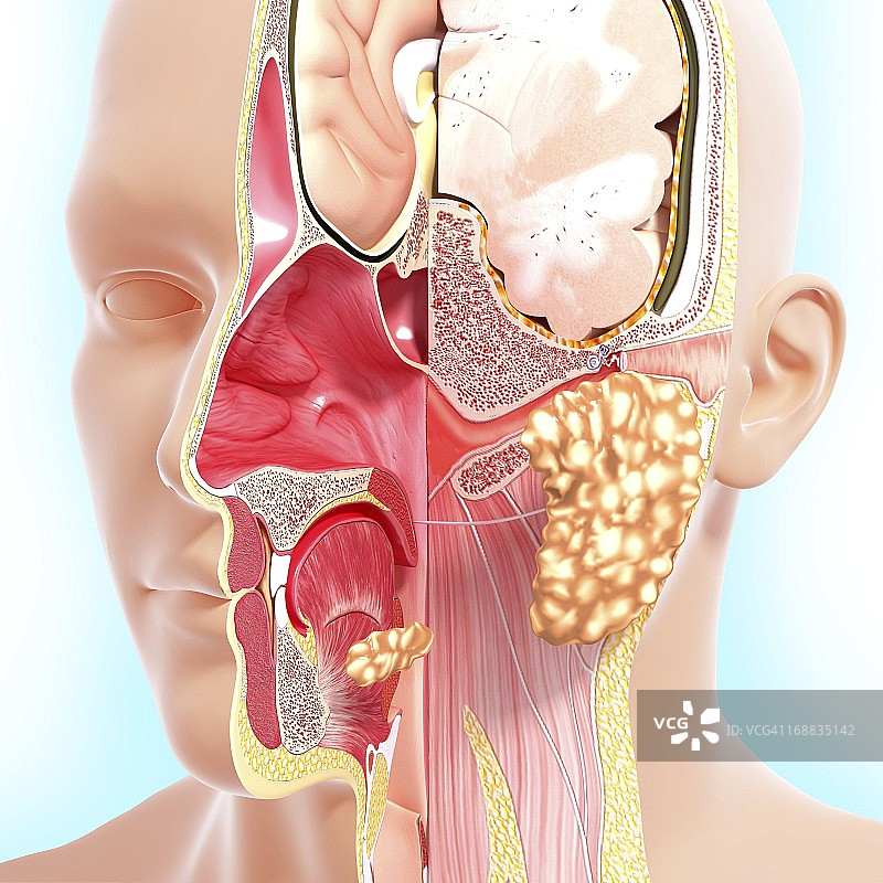 头解剖学、艺术品图片素材