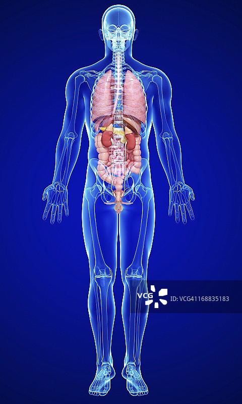 男性解剖学、艺术品图片素材