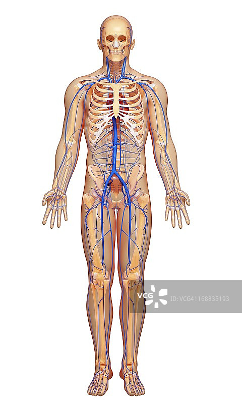 人体静脉图图片素材