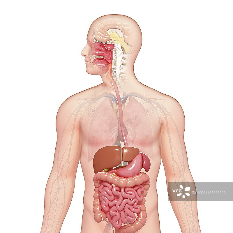 男性解剖学、艺术品图片素材