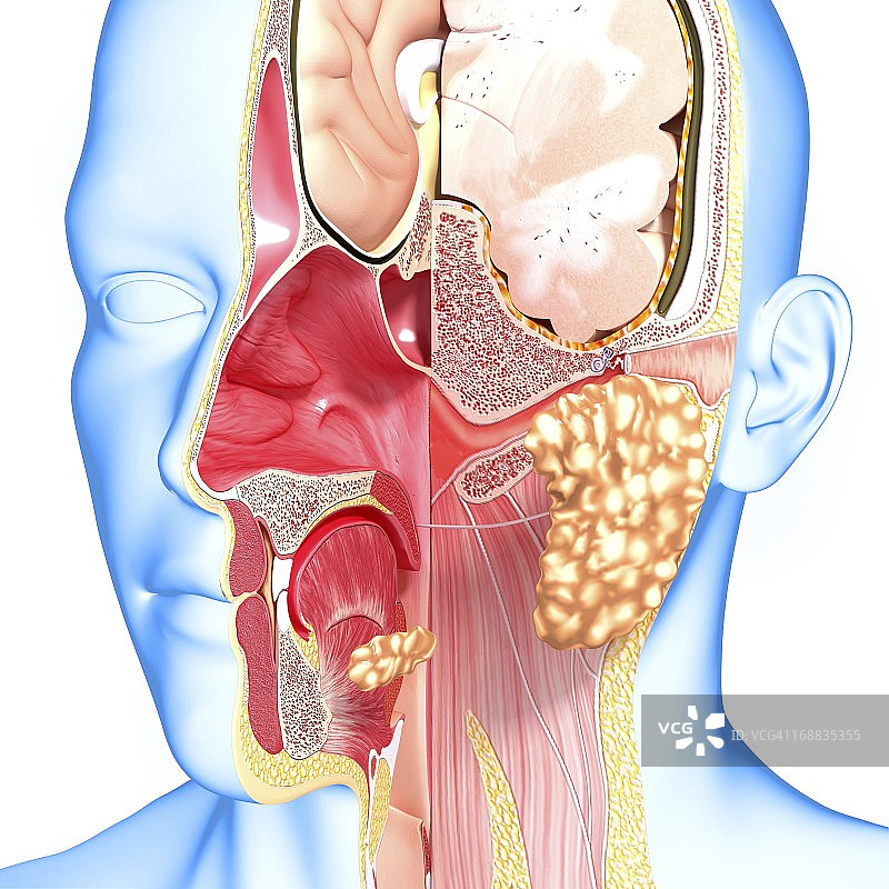 头解剖学、艺术品图片素材
