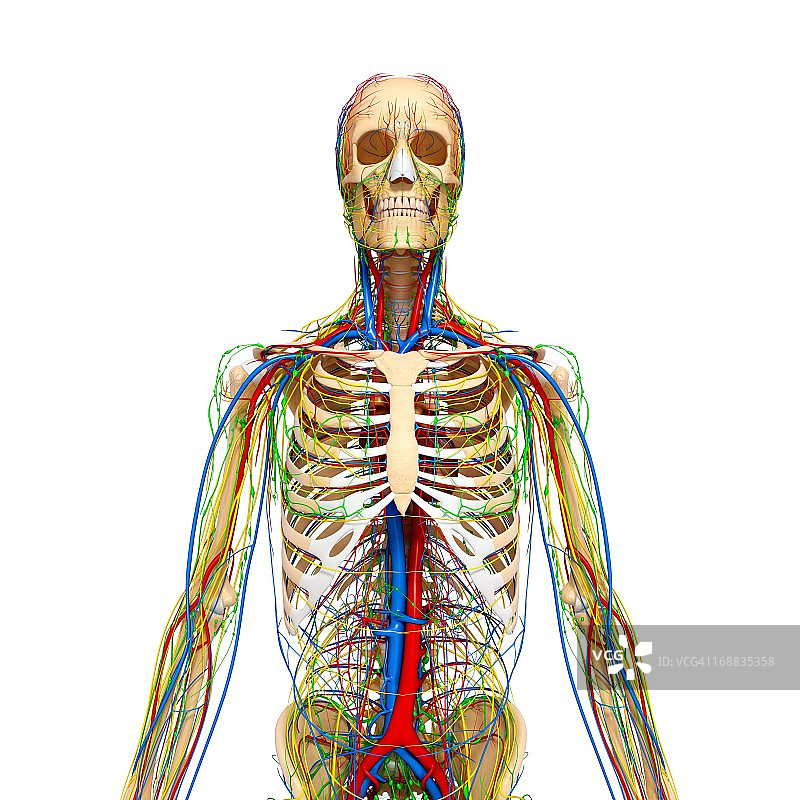 人体解剖学、艺术品图片素材