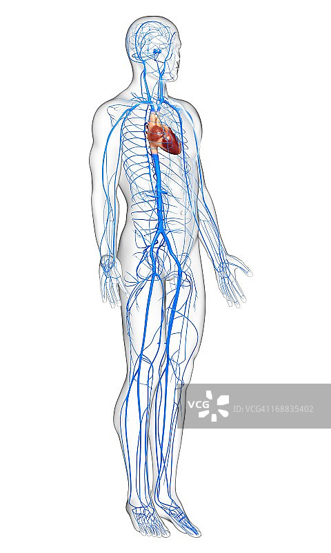人体静脉图图片素材