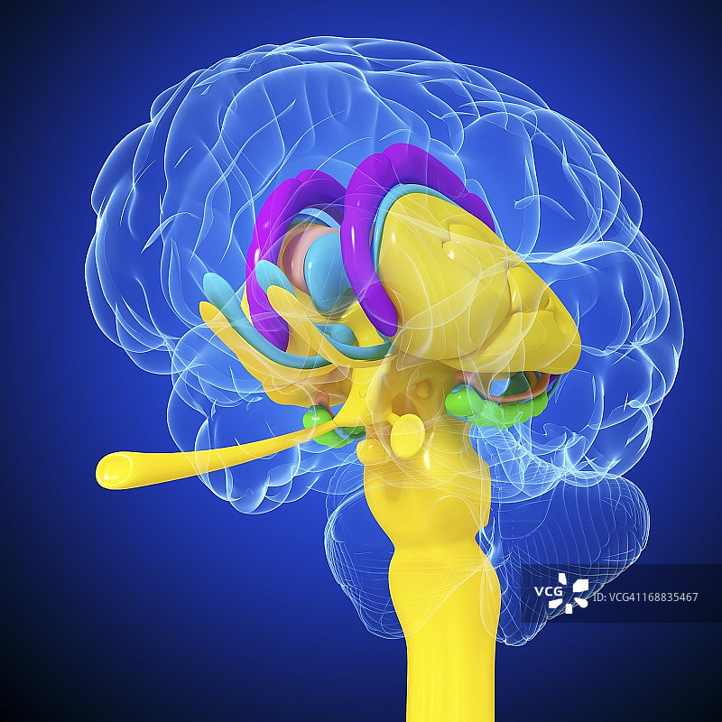大脑解剖结构艺术作品图片素材