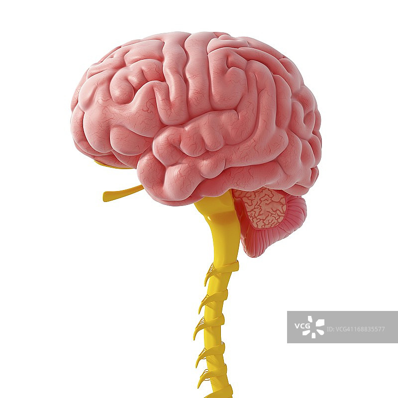 中枢神经系统插画图片素材