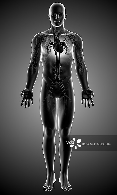 男性解剖学、艺术品图片素材
