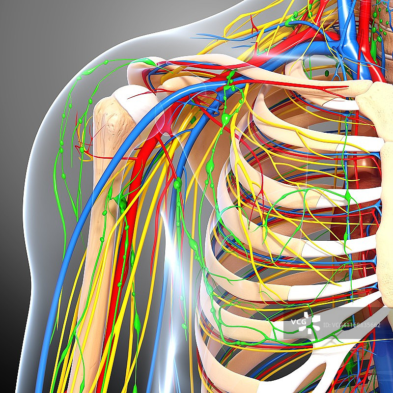肩部解剖结构图片素材