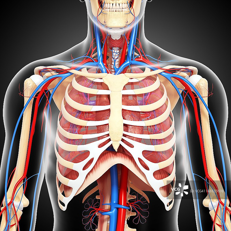 上半身人体解剖艺术图图片素材