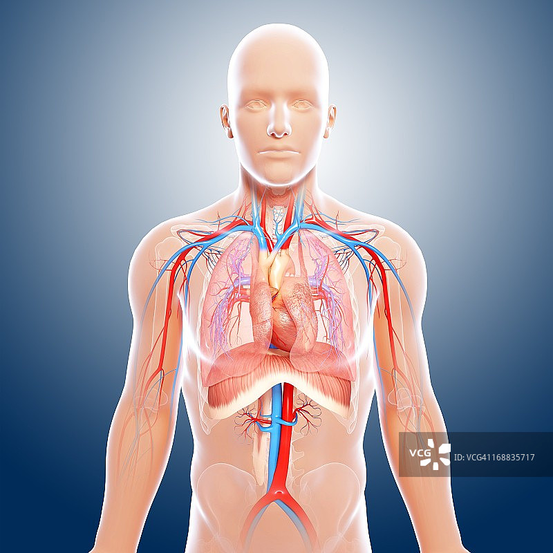 上半身人体解剖艺术图图片素材