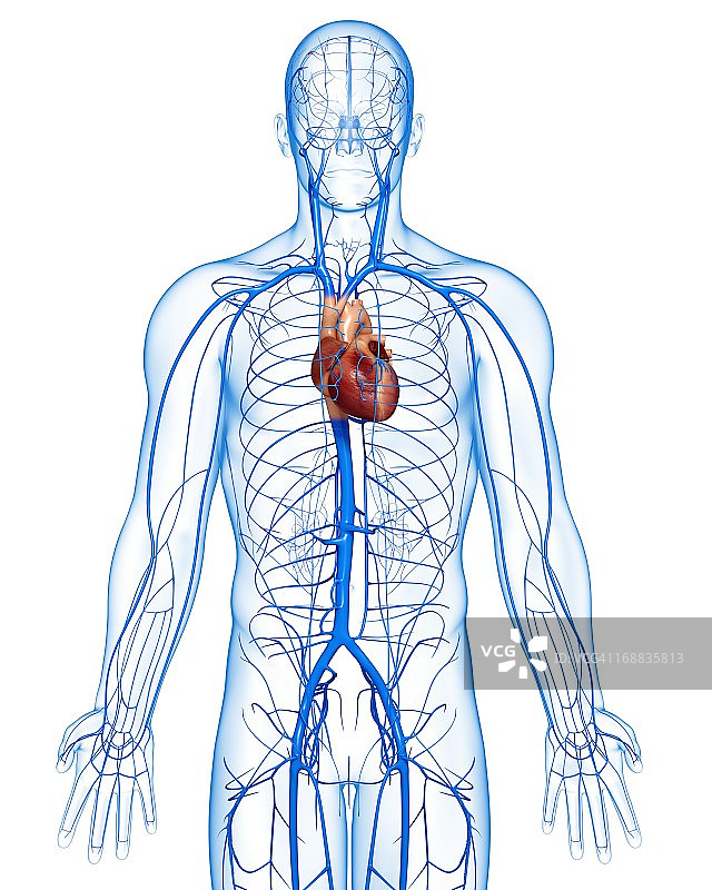 人体静脉图图片素材