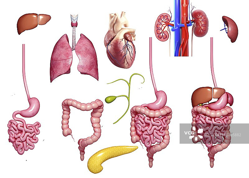 人体器官艺术作品图片素材