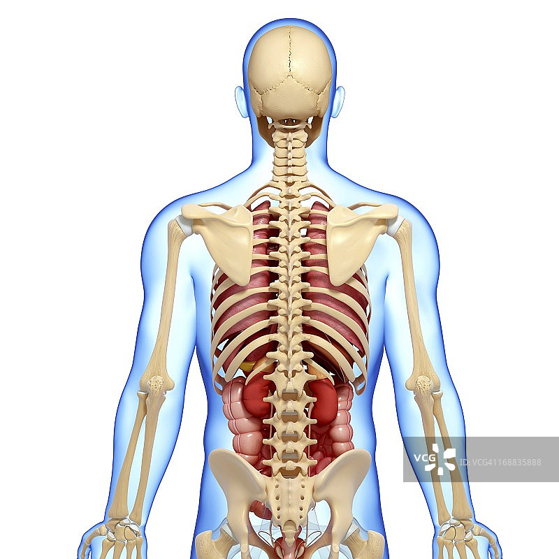 男性解剖学、艺术品图片素材