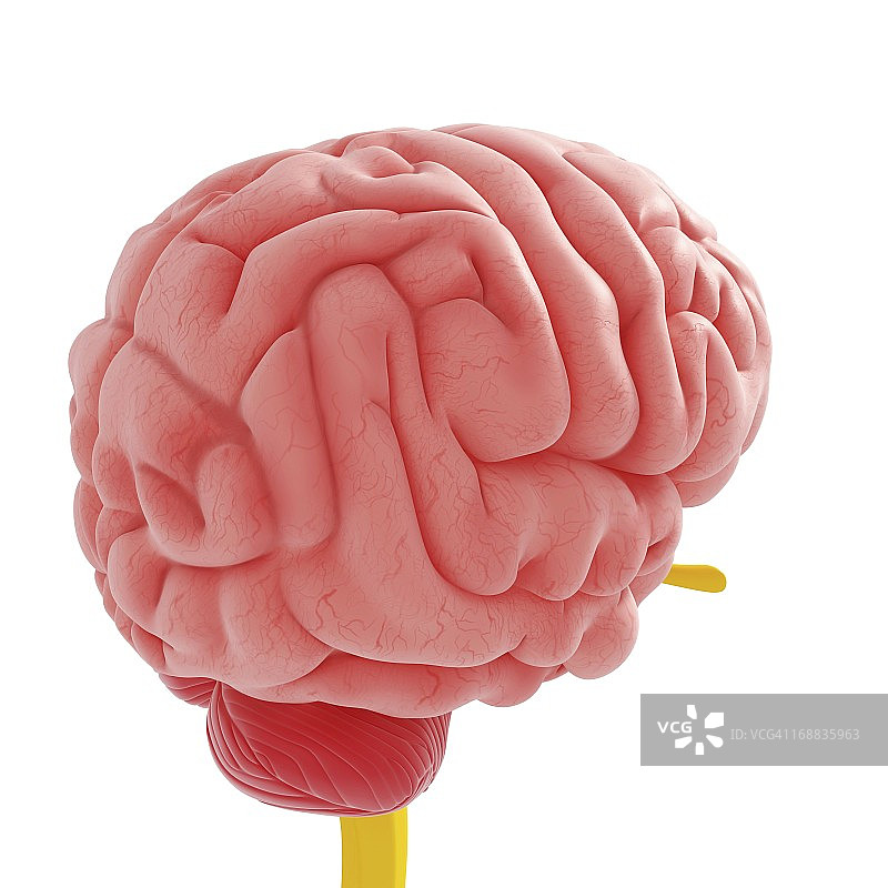 人类大脑、艺术品图片素材