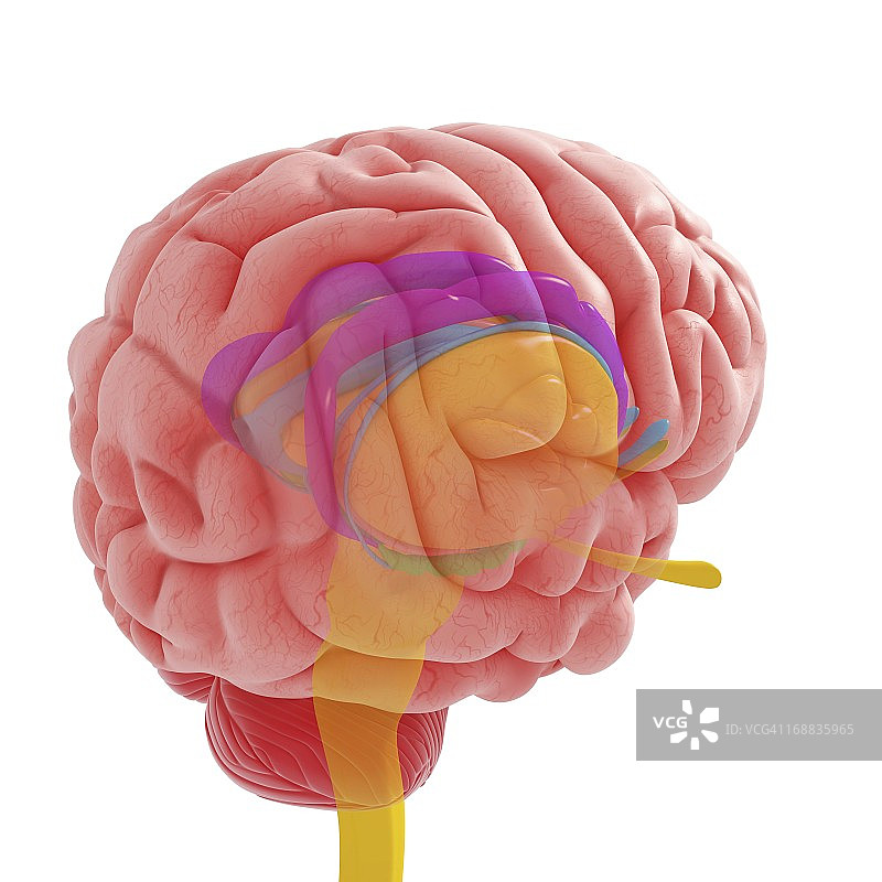 大脑解剖结构艺术作品图片素材