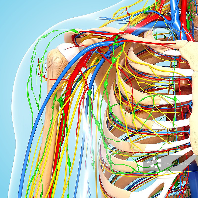 肩部解剖结构图片素材