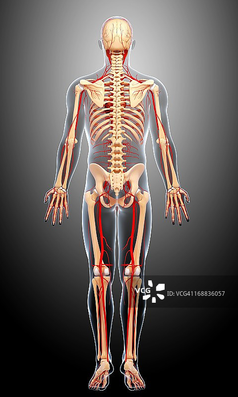人体动脉艺术图图片素材