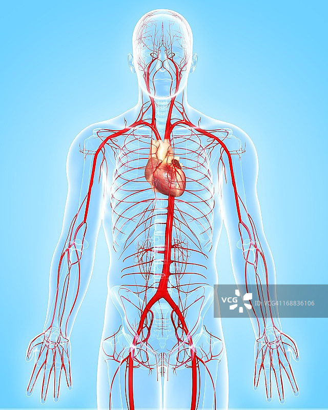 人体动脉艺术图图片素材