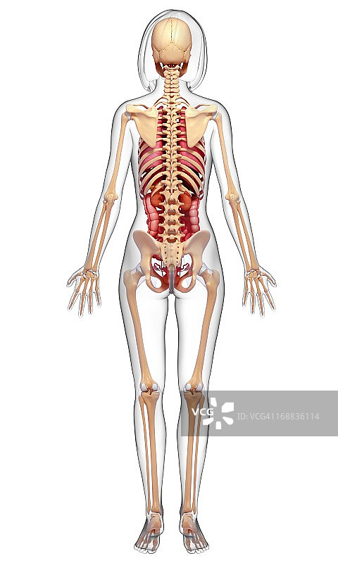 女性解剖,艺术品图片素材