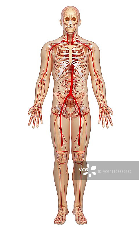 人体动脉艺术图图片素材