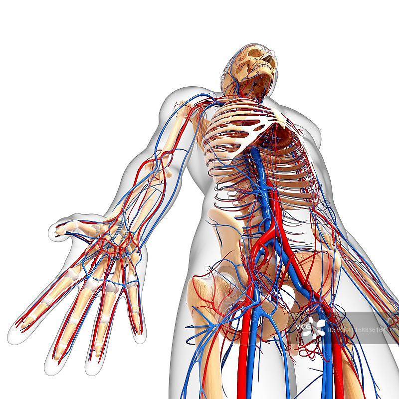 人体解剖学、艺术品图片素材