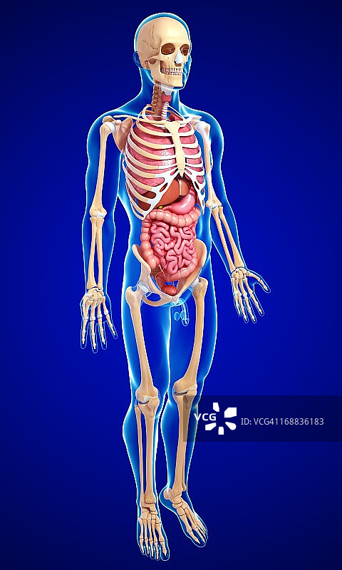男性解剖学、艺术品图片素材