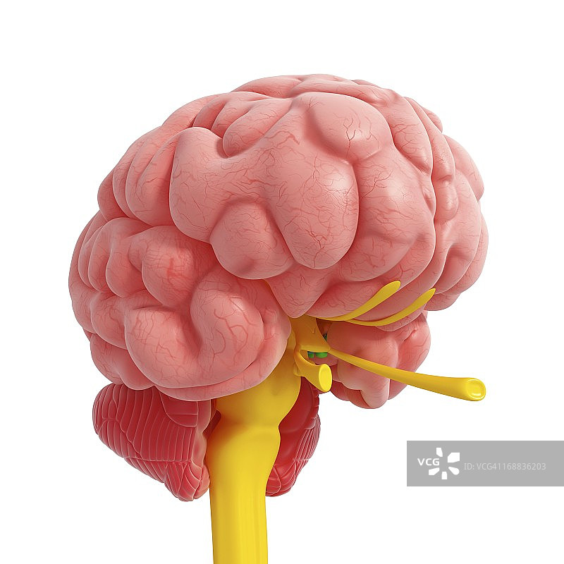 大脑解剖结构艺术作品图片素材