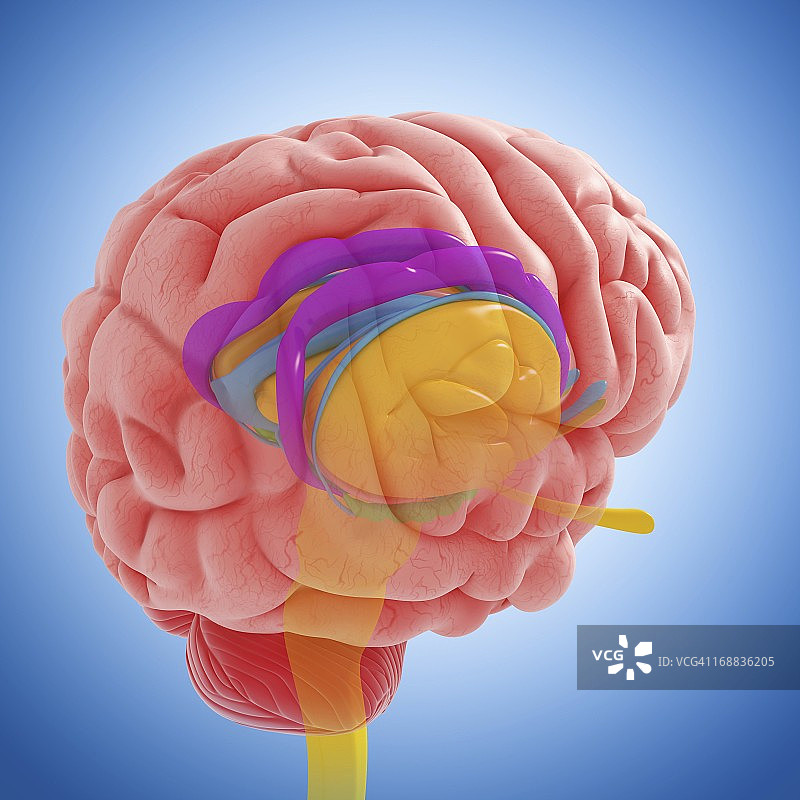 大脑解剖结构艺术作品图片素材