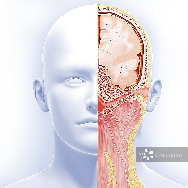 头解剖学、艺术品图片素材