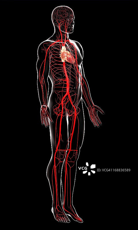 人体动脉艺术图图片素材