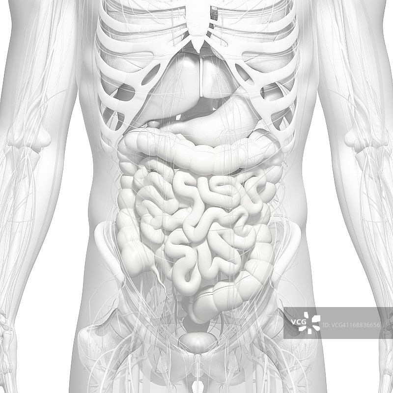 男性解剖学、艺术品图片素材