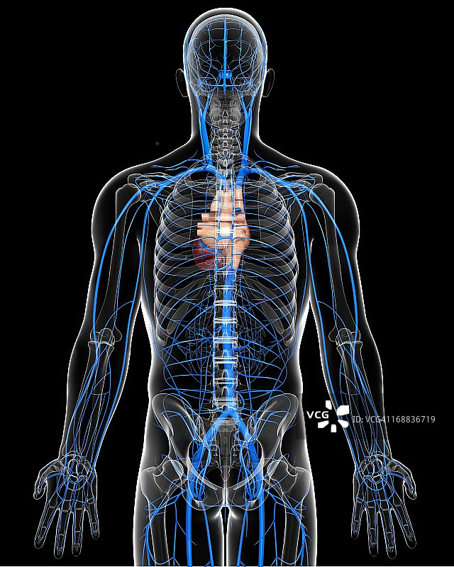 人体静脉图图片素材