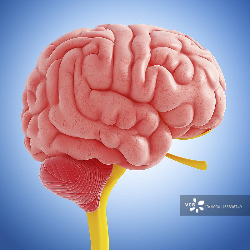 大脑解剖结构艺术作品图片素材