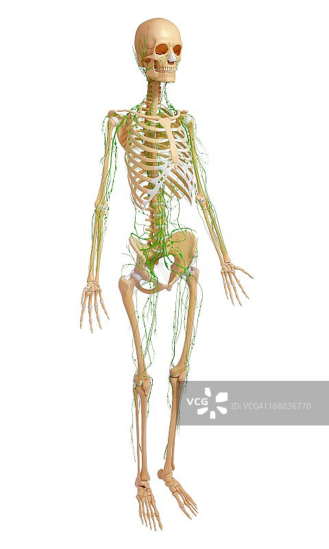 女性解剖,艺术品图片素材