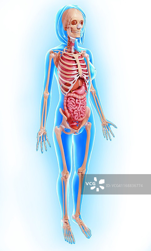 女性解剖,艺术品图片素材