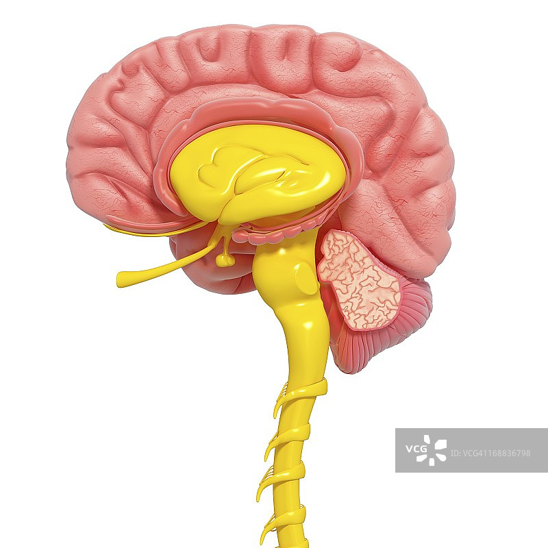 大脑解剖结构艺术作品图片素材