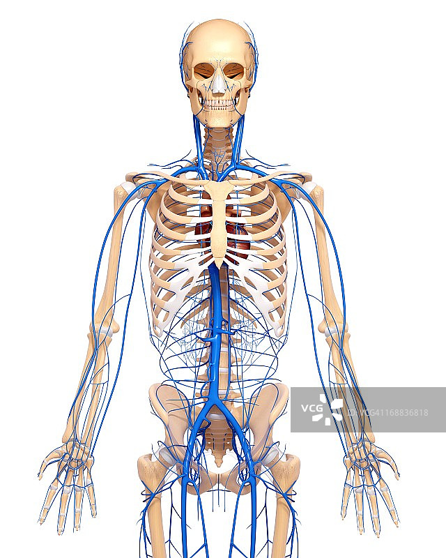 人体静脉图图片素材