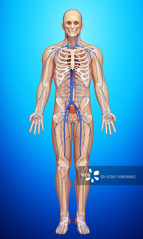 人体静脉图图片素材