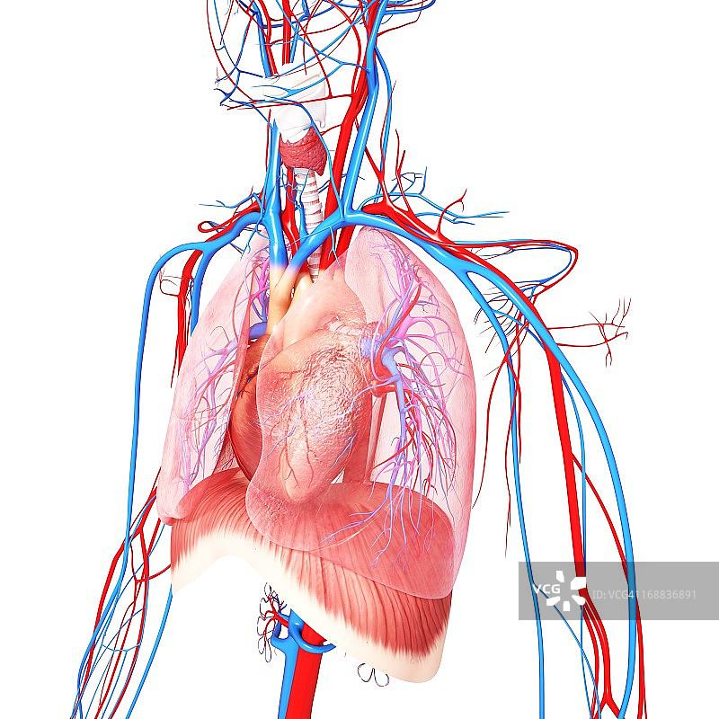 人体解剖学、艺术品图片素材