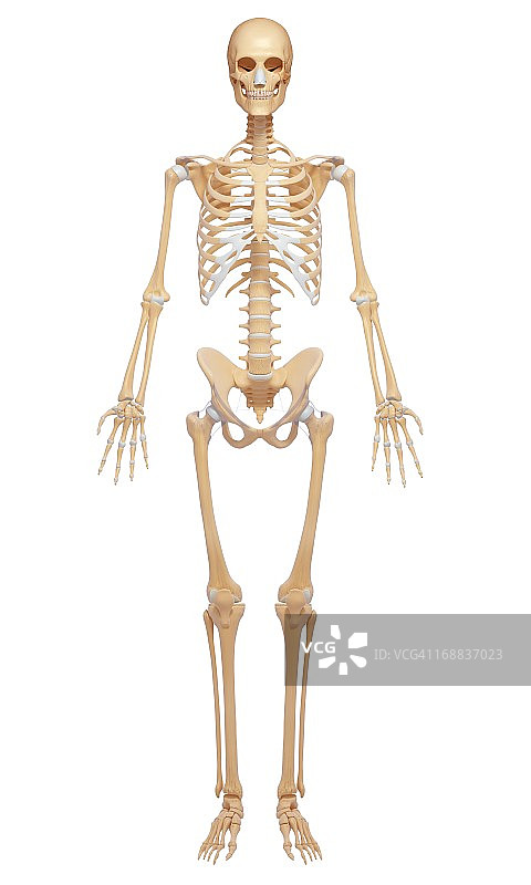 女性骨架,艺术品图片素材