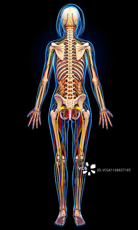 女性解剖,艺术品图片素材