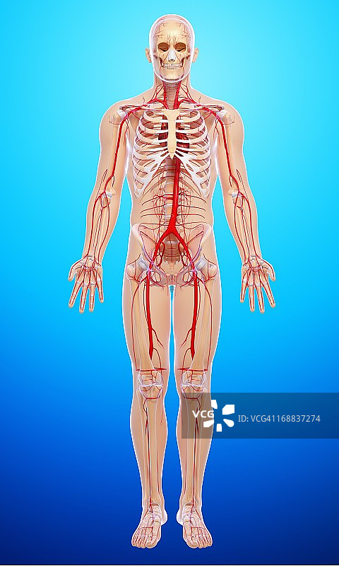 人体动脉艺术图图片素材