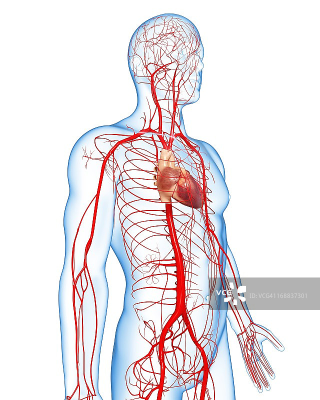 人体动脉艺术图图片素材