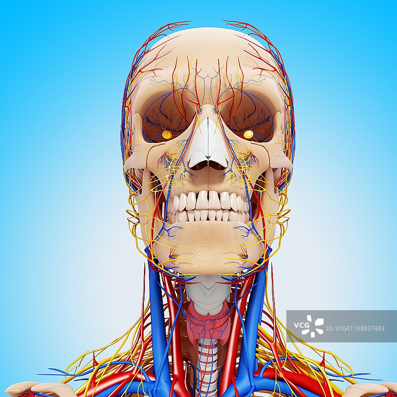 头解剖学、艺术品图片素材