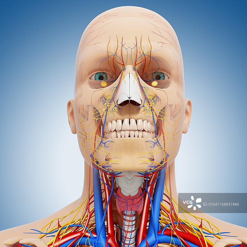 头解剖学、艺术品图片素材