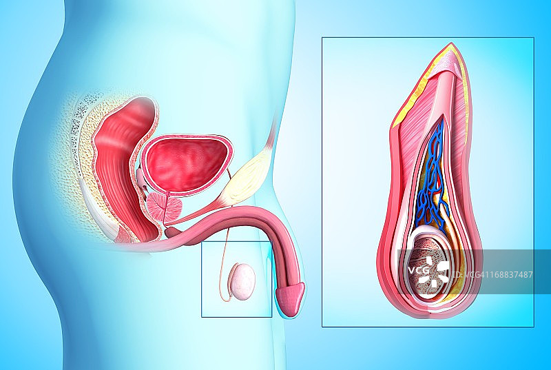 男性生殖系统图示图片素材